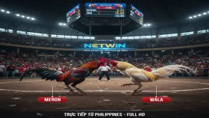 Đá gà Philippines là gì? Những điều cần biết Netwin