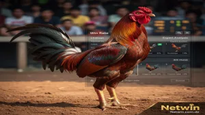 Bí quyết xem tướng gà chọi: Cách chọn gà chiến Netwin